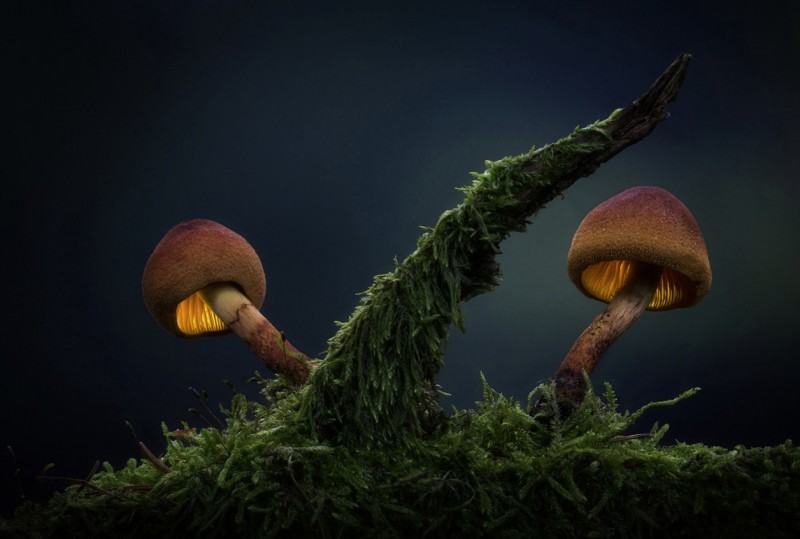 Glowing-mushrooms-12
