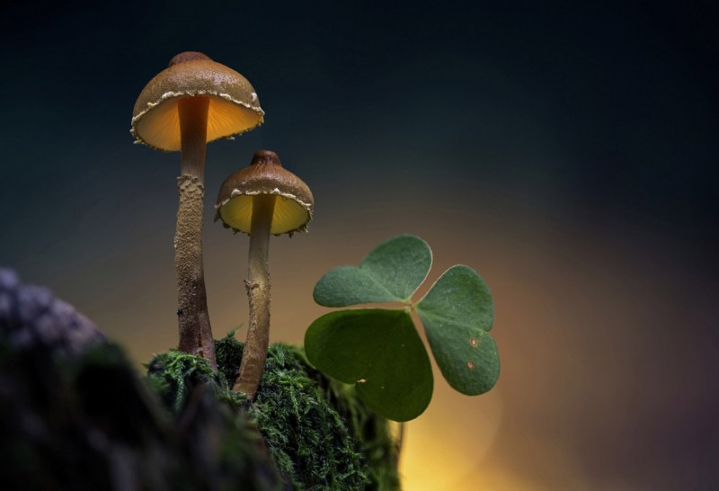 Glowing-mushrooms-13