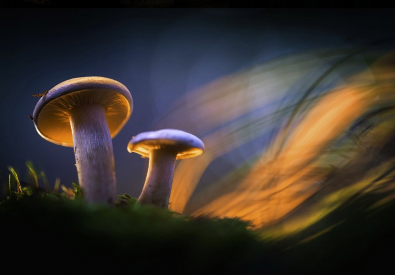 Glowing-mushrooms-15