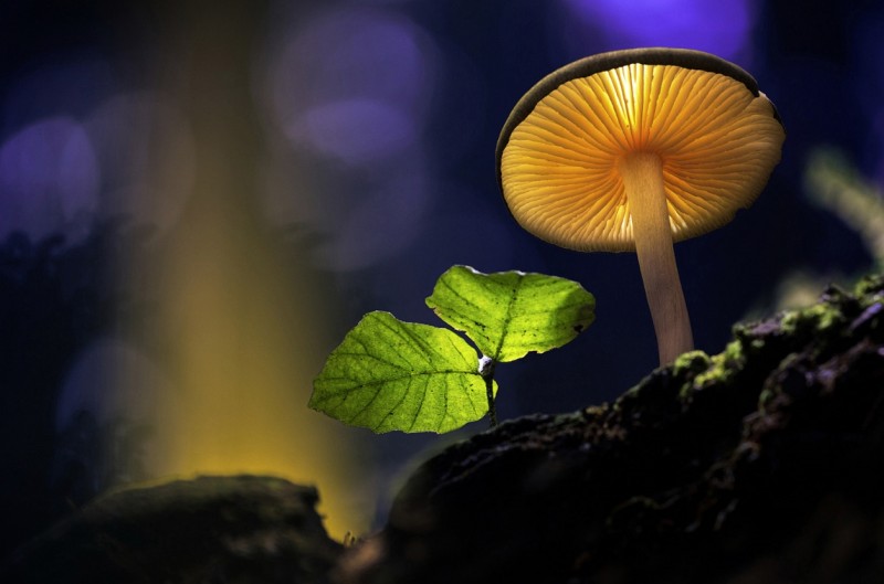 Glowing-mushrooms-16