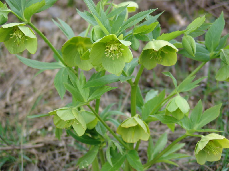 Helleborus odorus