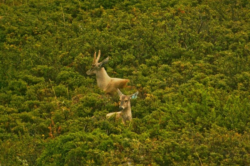 Hippocamelus_bisulcus,_Parque_Nacional_Torres_del_Paine,_Chile