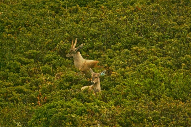 Hippocamelus_bisulcus,_Parque_Nacional_Torres_del_Paine,_Chile