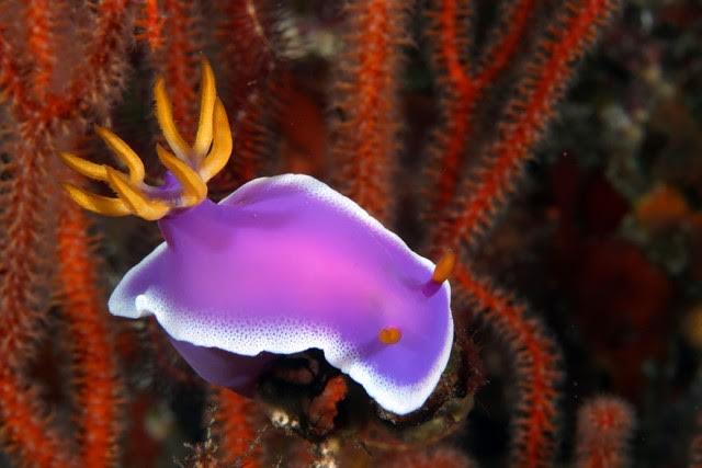 Hypselodoris apolegma