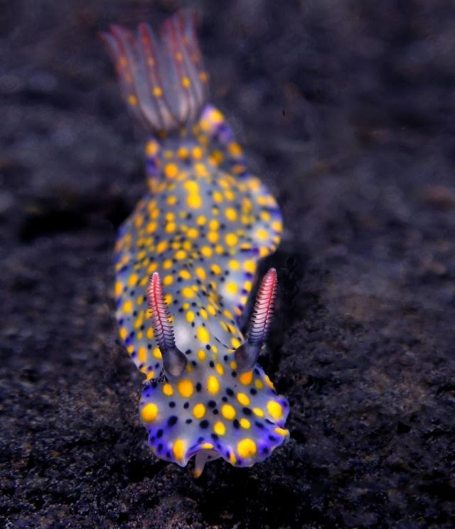 Hypselodoris kanga