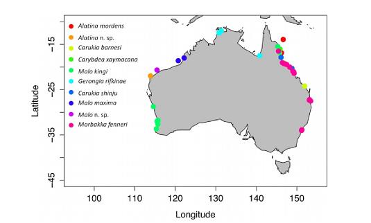 Irukandji_australia_1