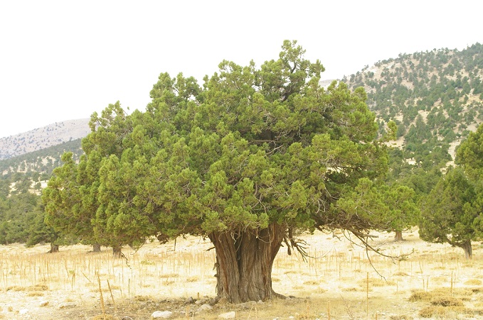 Juniperus excelsa