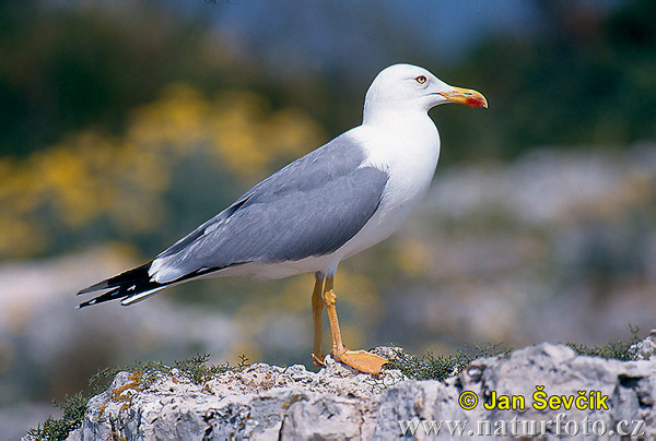 larus25