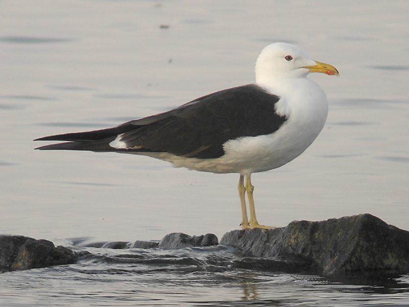 larus28