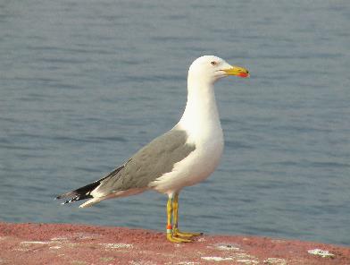 larus34