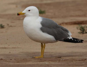 larus59