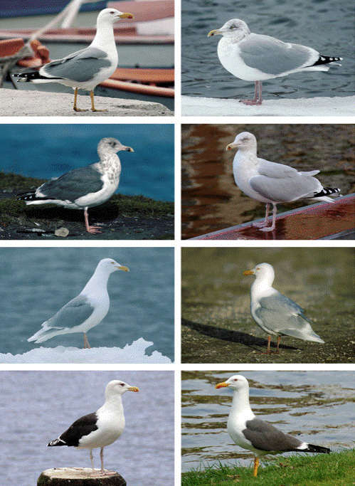 larus9