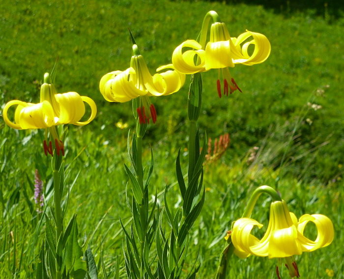 Lilium rhodopaeum