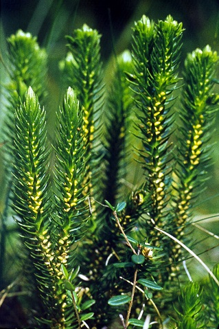 Lycopodium–selago