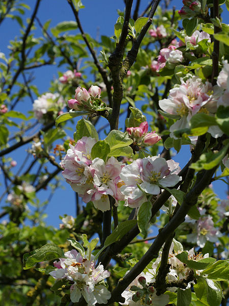 Malus_sylvestris_inflorescence,_Vosseslag,_Belgium