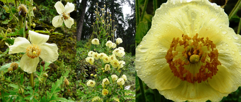 meconopsis-autumnalis