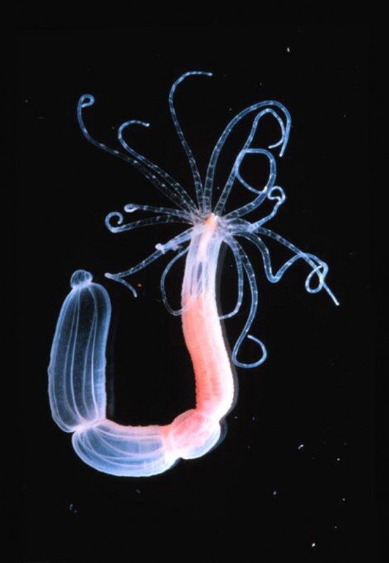 Nematostella sp