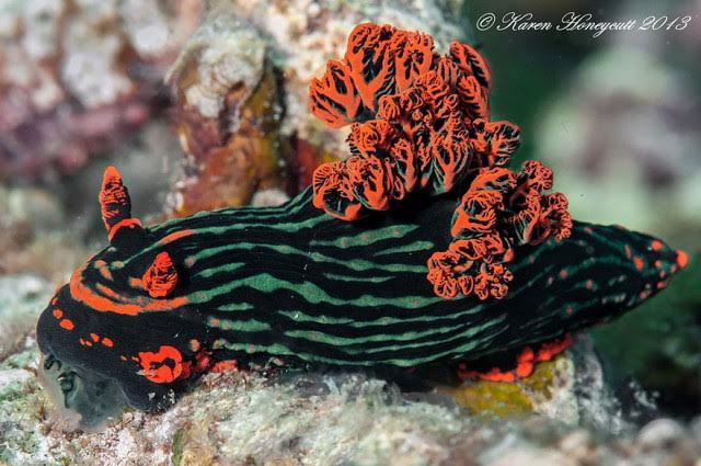 Nembrotha Kubaryana1