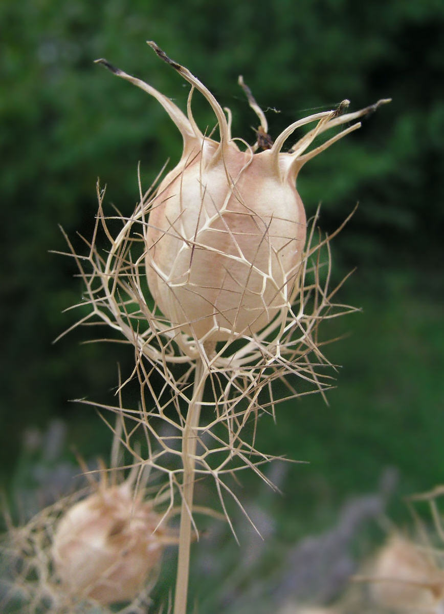 Nigella_arvensis_fruit