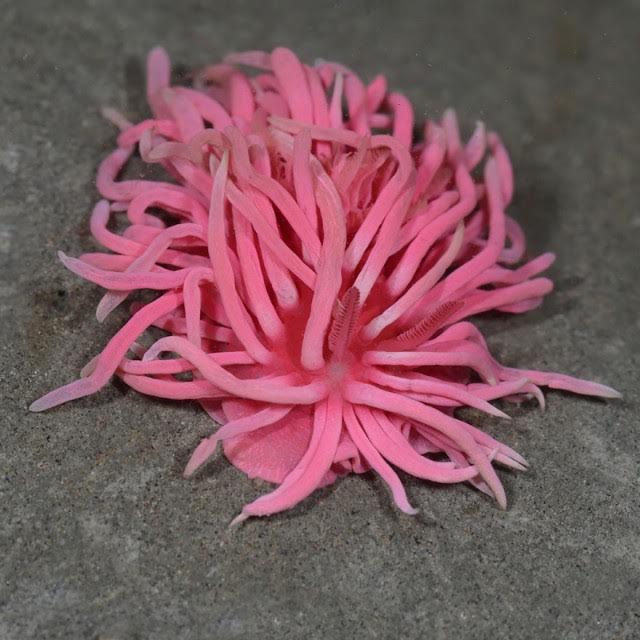 Okenia rosacea