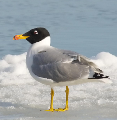 pallass_gull_larus_ichthyaetus