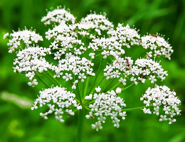 Pimpinella anisum L