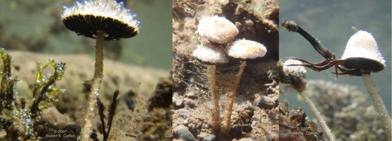 psathyrella-aquatica