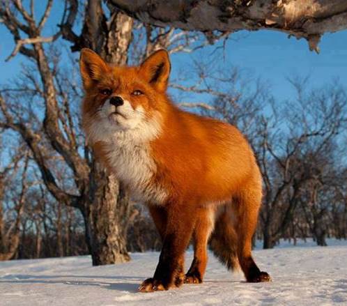 Red fox