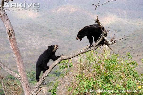 SpectacledbearTremarctosornatus_1