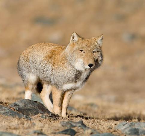 Tibetan sand fox 2