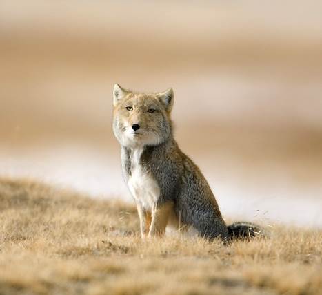 Tibetan sand fox