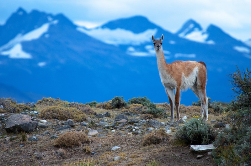 Национален парк „Торес дел Пайне“ в Чили