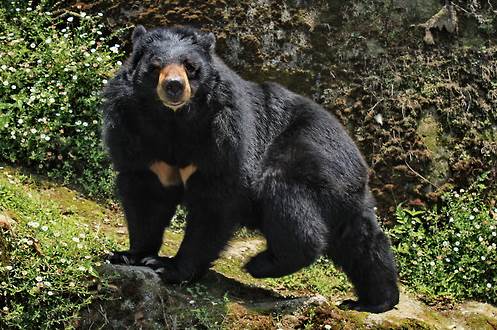 Ursus thibetanus_5