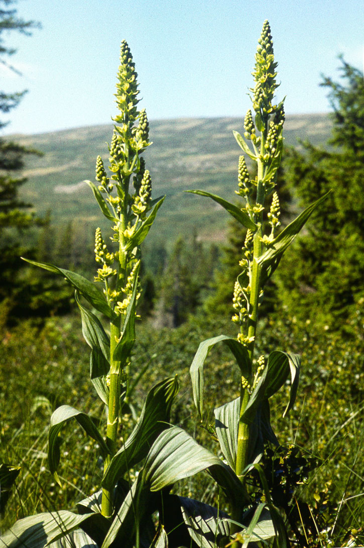 Veratrum lobelianum