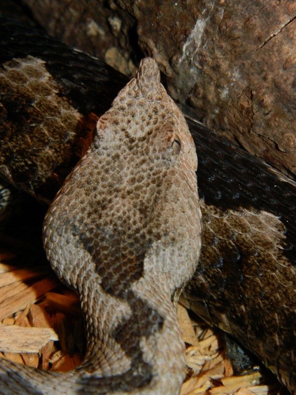 Vipera ammodytes 1