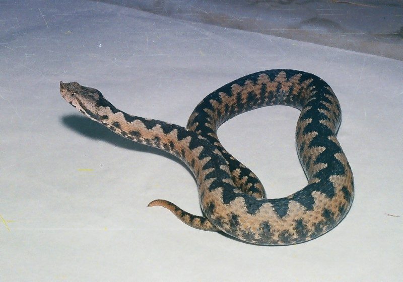 Vipera ammodytes 2