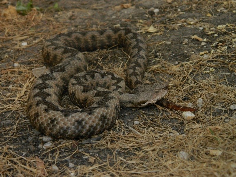 Vipera ammodytes 3