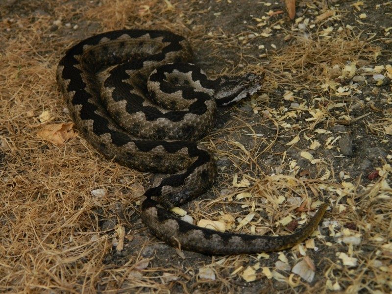 Vipera ammodytes 4