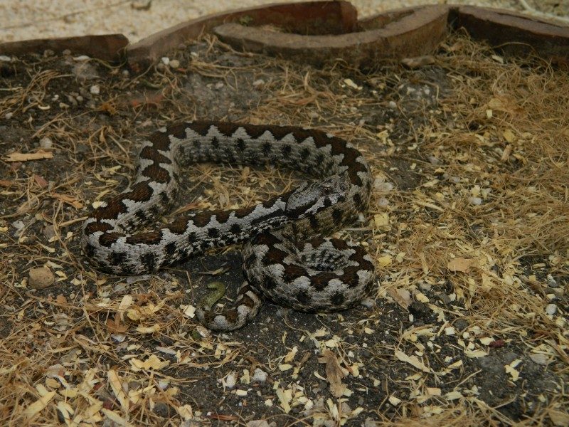 Vipera ammodytes 6