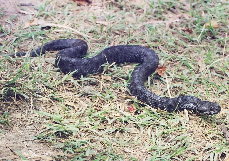 Vipera ammodytes 7