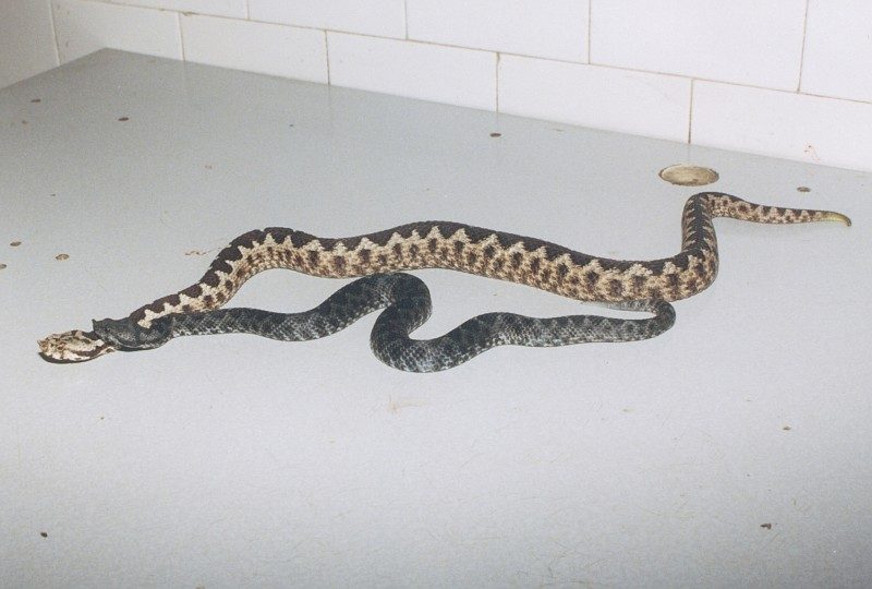 Vipera ammodytes 8