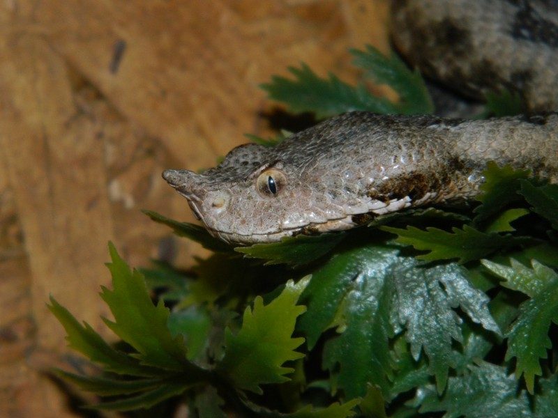 Vipera ammodytes