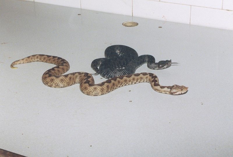 Vipera ammodytes 9