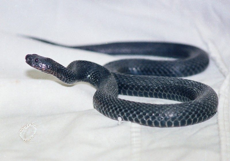 Vipera berus 1