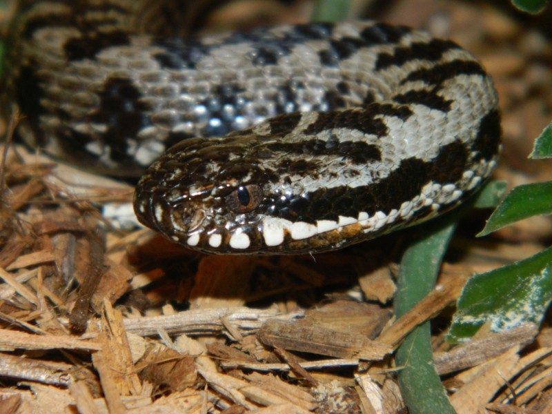 Vipera berus