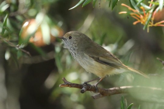 Yellow thornbill