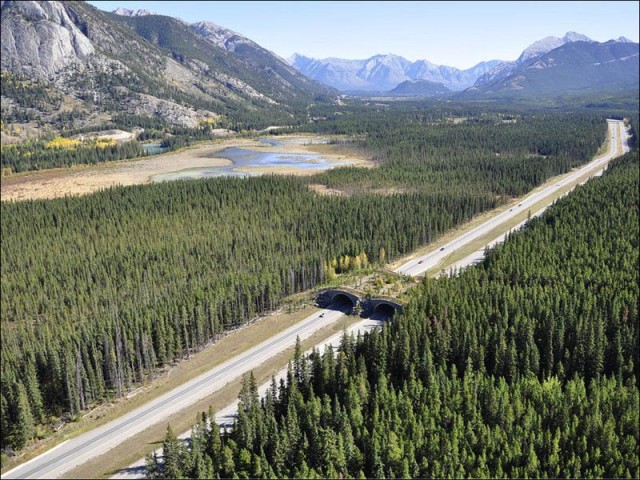 animal-bridges-wcth01-640x480