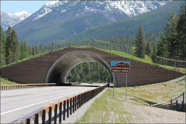 animal-bridges-wcth06-640x427