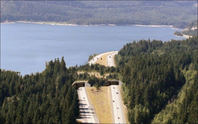 animal-bridges-wcth08-640x400