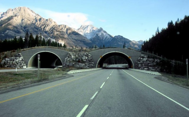 animal-bridges-wcth09-640x396